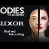Bodies The Exhibition